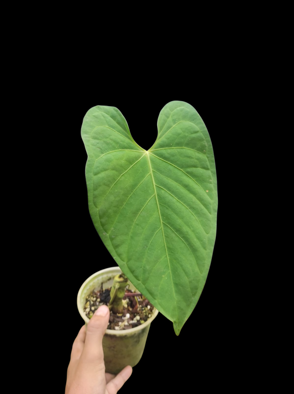 Anthurium sp. 'Tarapoto Velvet' Wild Ecotype (EXACT PLANT)