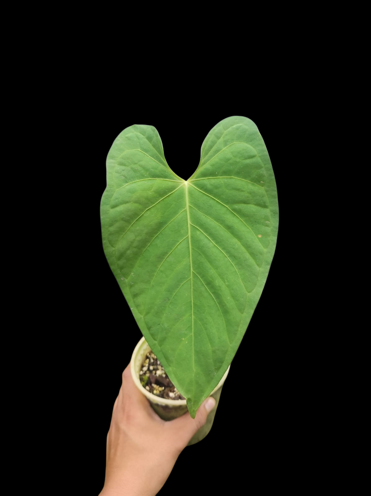 Anthurium sp. 'Tarapoto Velvet' Wild Ecotype (EXACT PLANT)