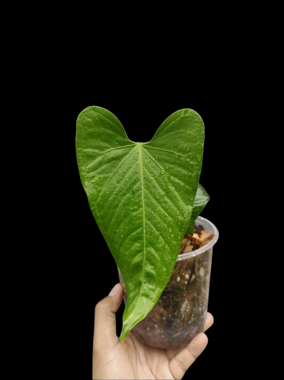 Anthurium sp. 'Cachiyacu' Wild Ecotype (EXACT PLANT)