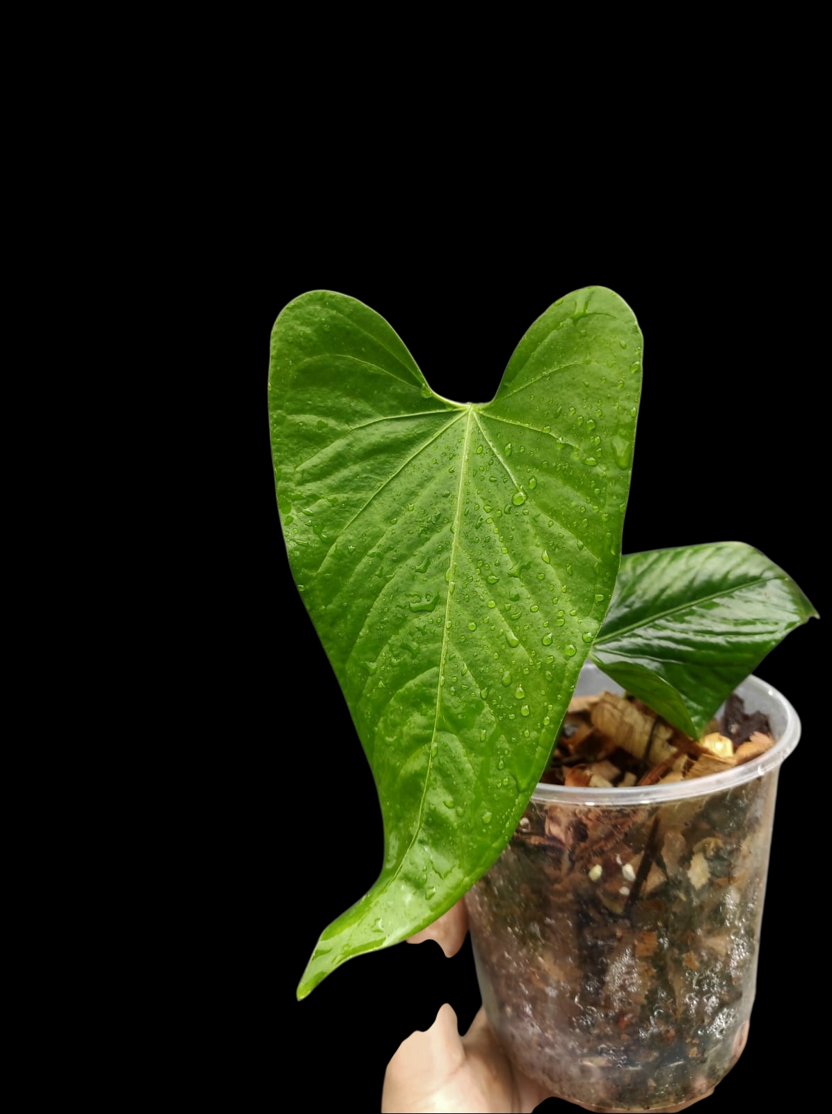 Anthurium sp. 'Cachiyacu' Wild Ecotype (EXACT PLANT)