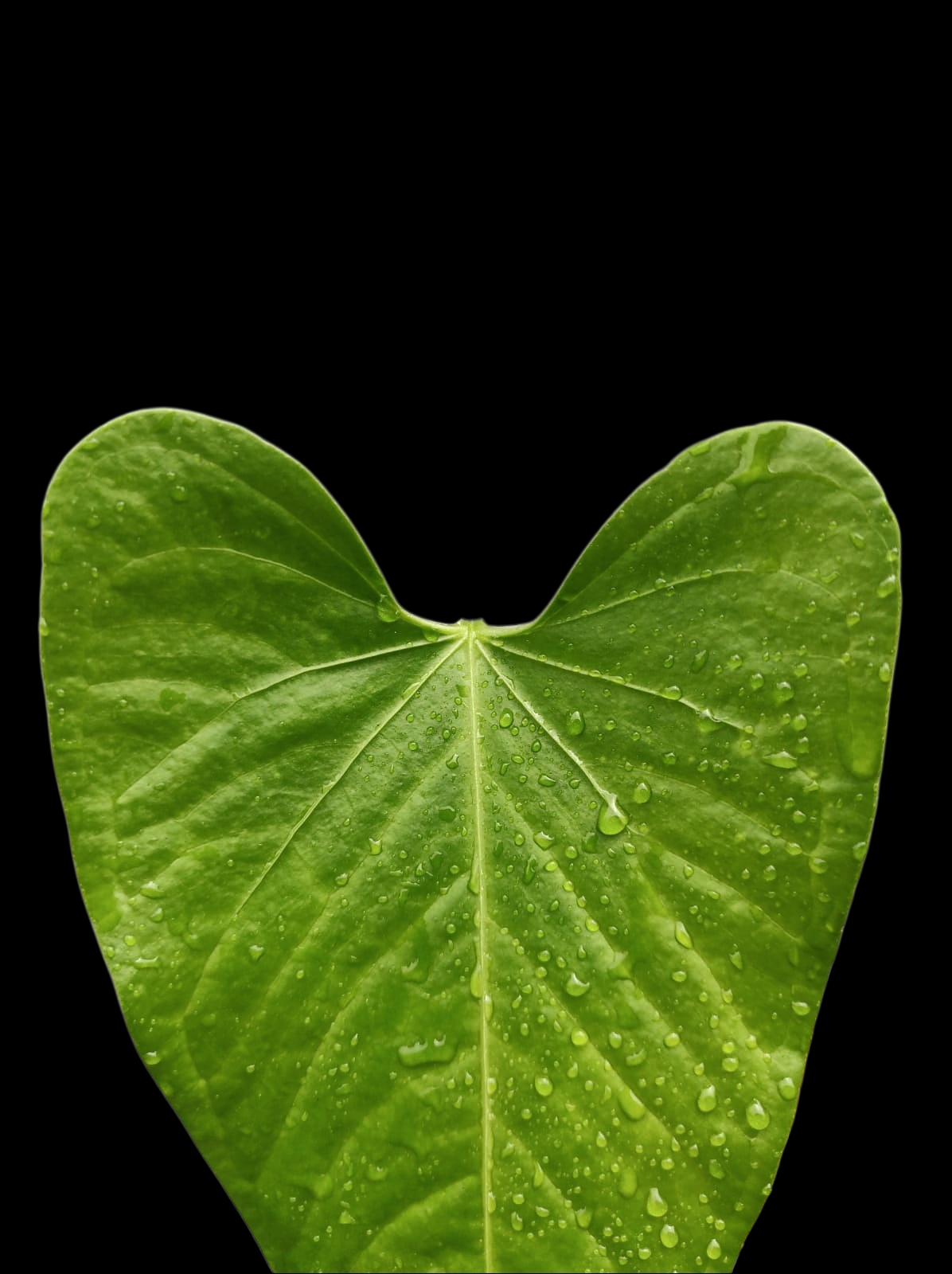 Anthurium sp. 'Cachiyacu' Wild Ecotype (EXACT PLANT)