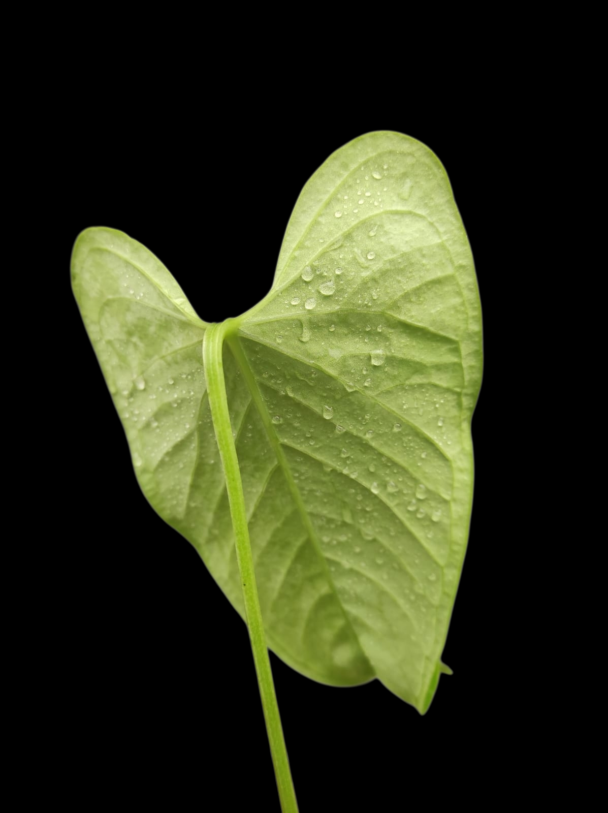 Anthurium sp. 'Cachiyacu' Wild Ecotype (EXACT PLANT)