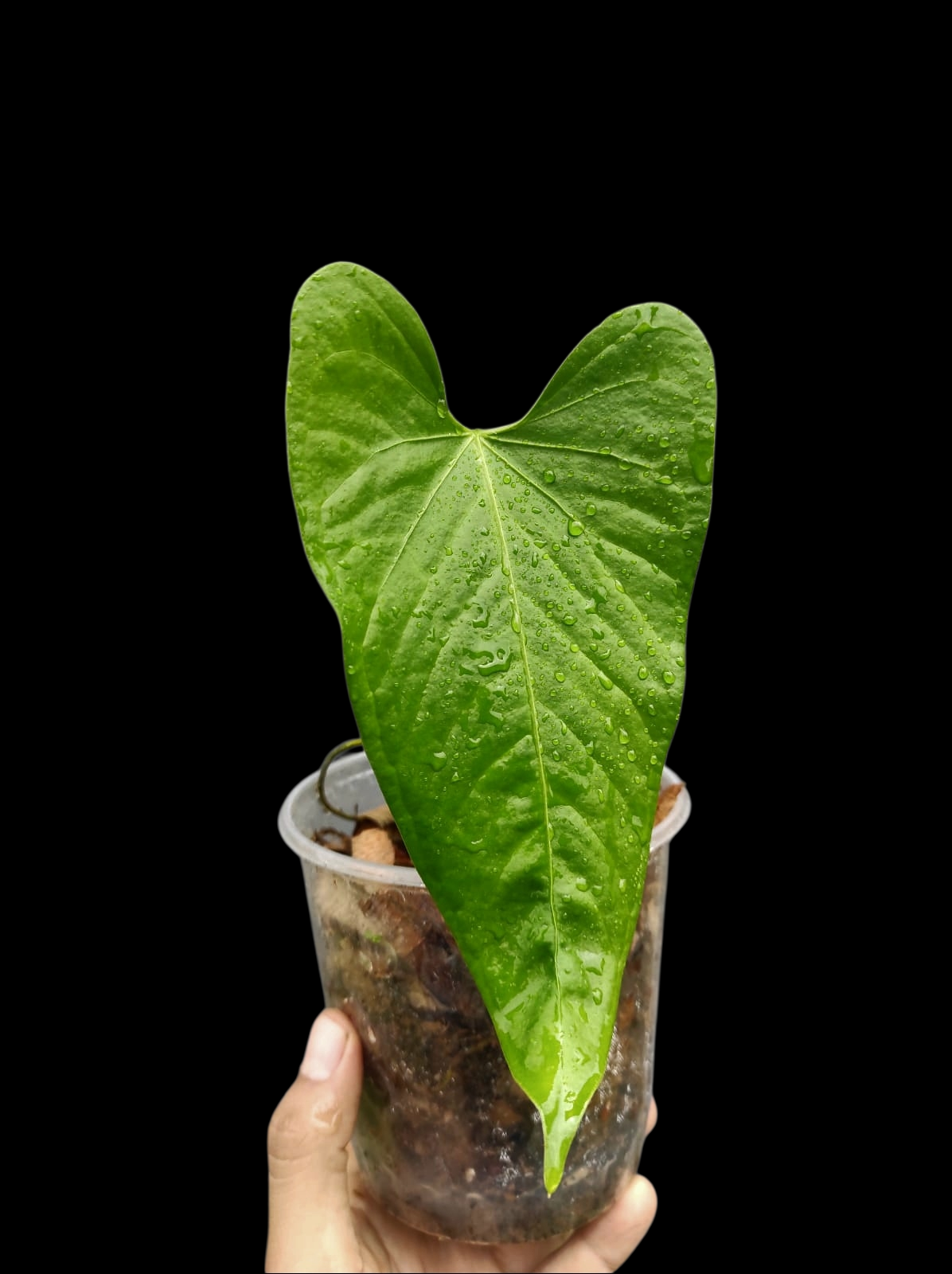 Anthurium sp. 'Cachiyacu' Wild Ecotype (EXACT PLANT)