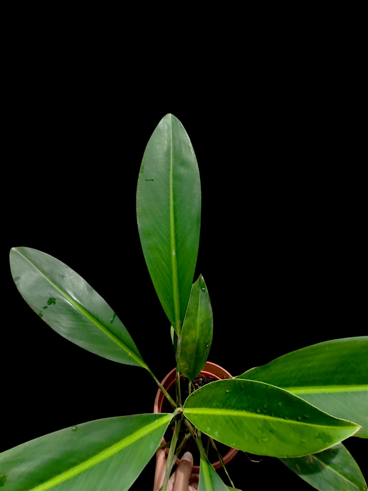 Stenospermation spp. Amazonian Araceae (ACTUAL PLANT)