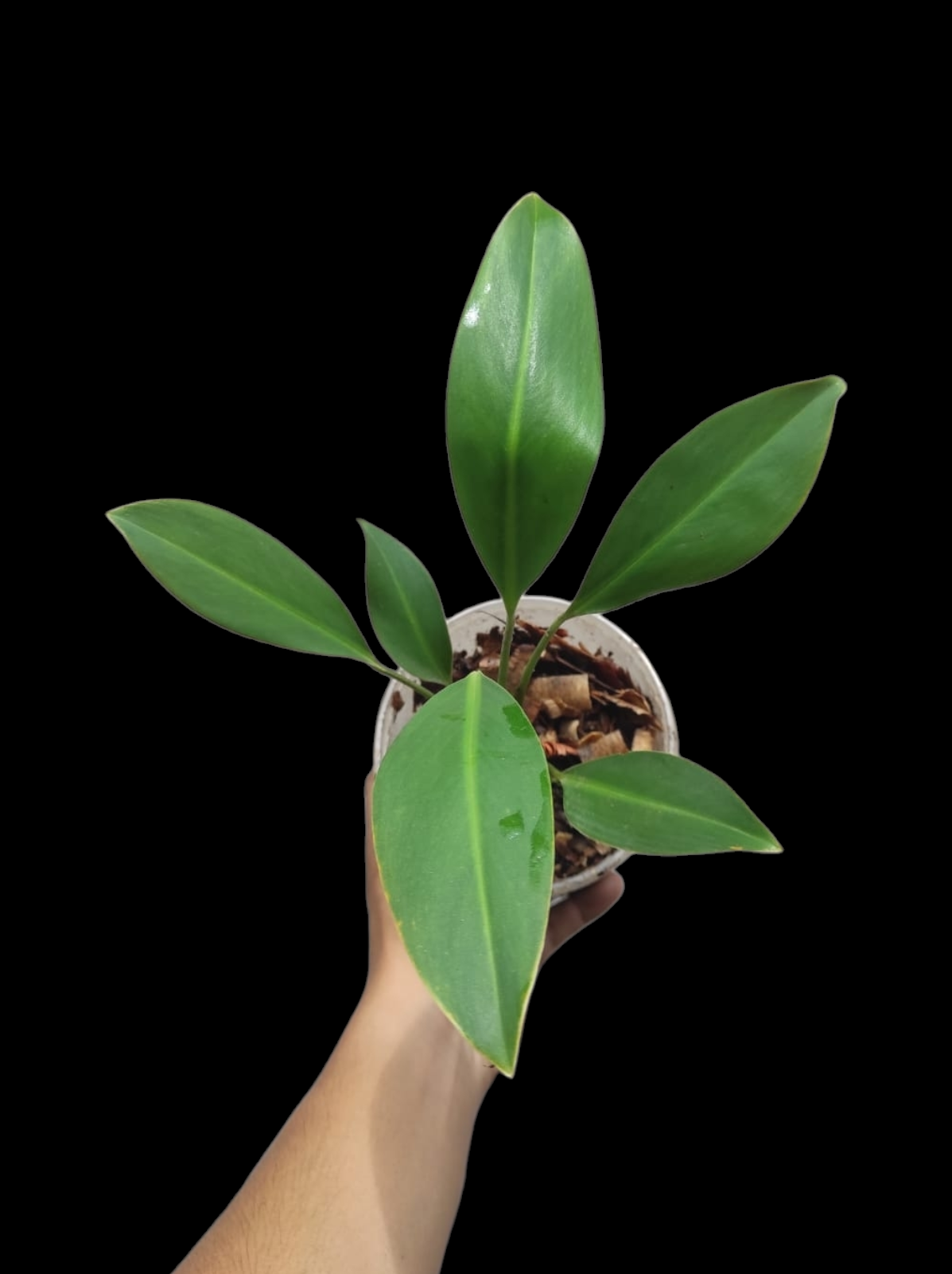 Stenospermation spp. Amazonian Araceae (ACTUAL PLANT)