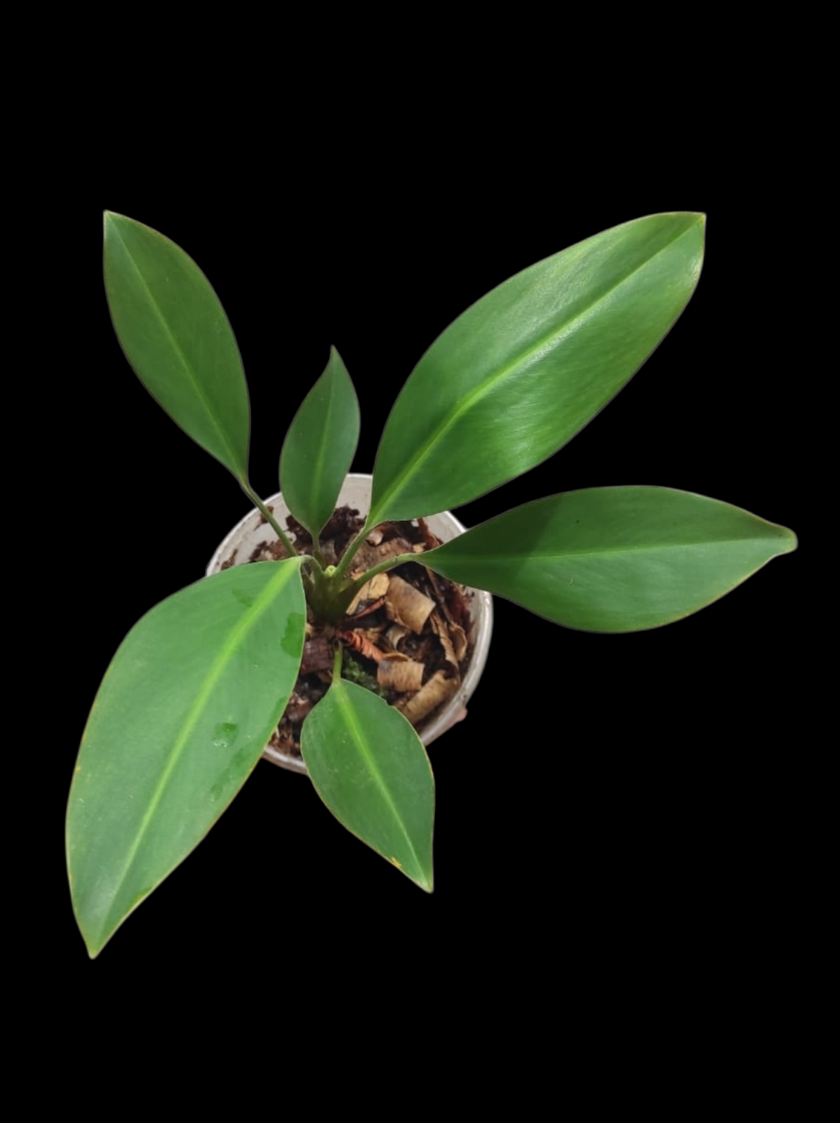 Stenospermation spp. Amazonian Araceae (ACTUAL PLANT)