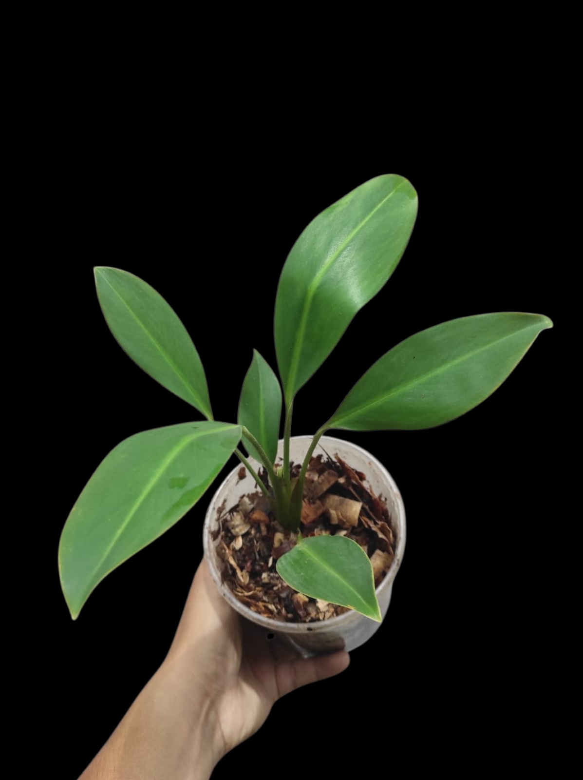 Stenospermation spp. Amazonian Araceae (ACTUAL PLANT)