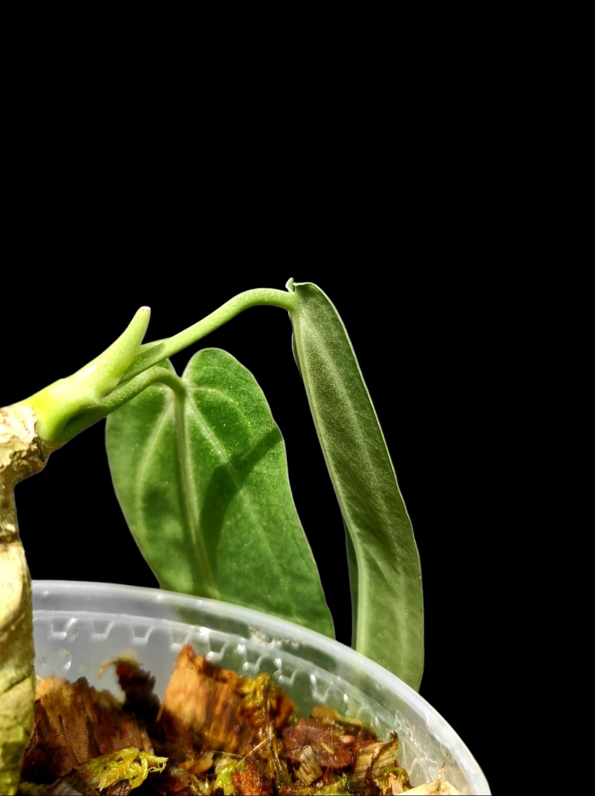 Anthurium Warocqueanum Wild Ecotype (EXACT PLANT)