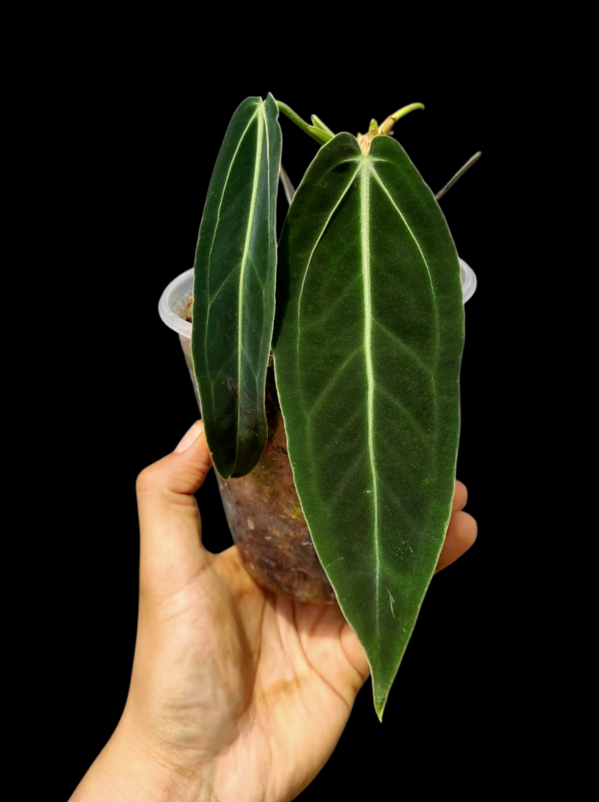 Anthurium Warocqueanum Wild Ecotype (EXACT PLANT)