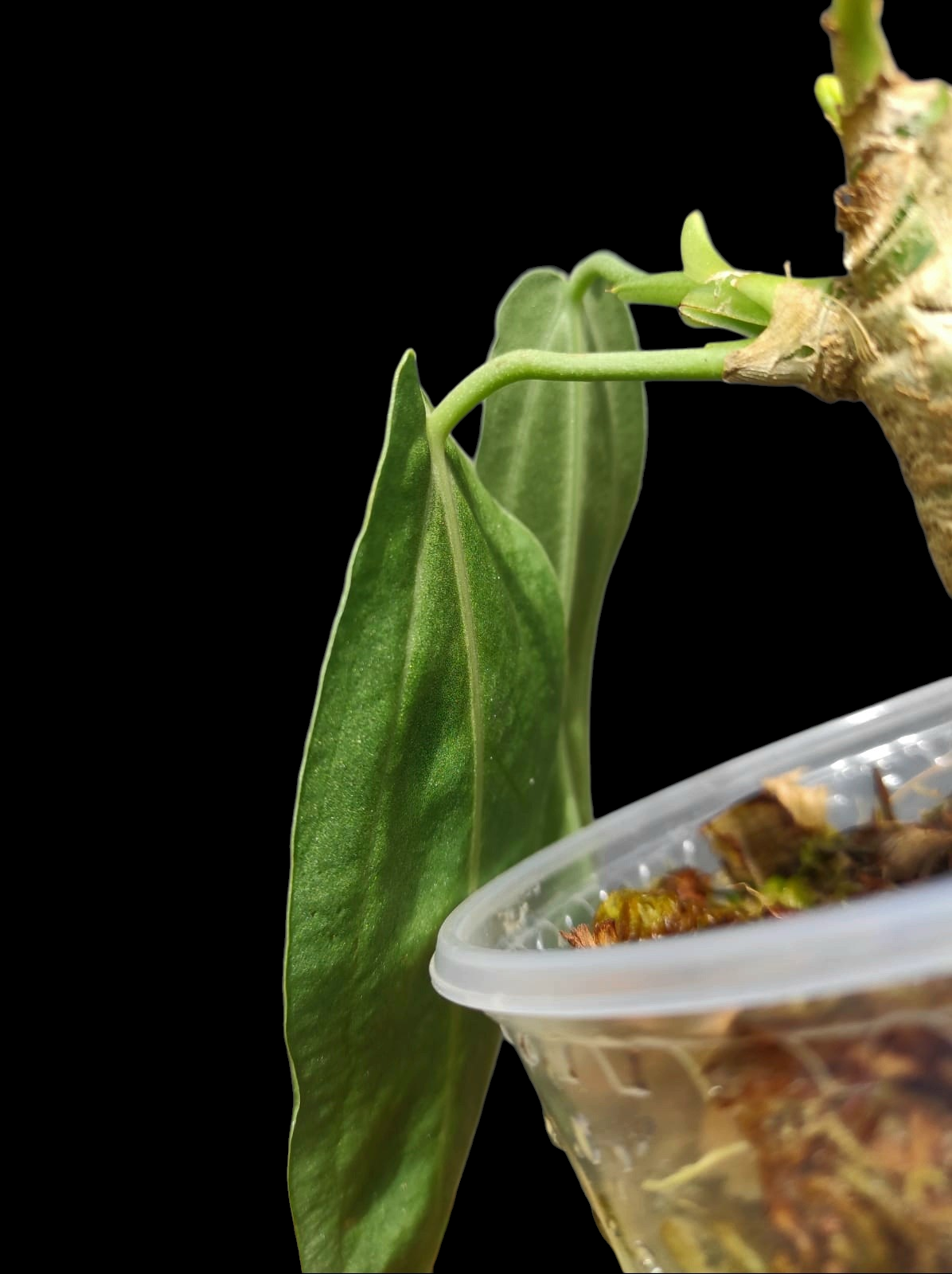 Anthurium Warocqueanum Wild Ecotype (EXACT PLANT)