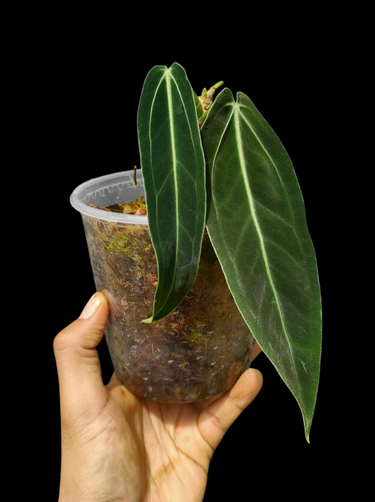 Anthurium Warocqueanum Wild Ecotype (EXACT PLANT)