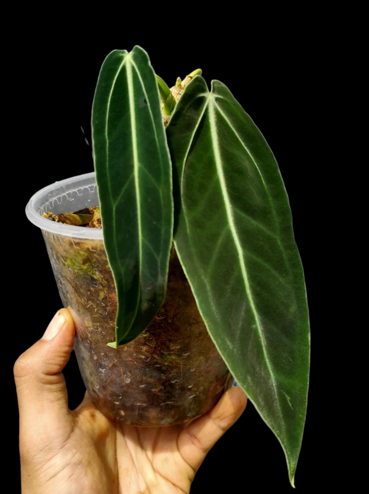 Anthurium Warocqueanum Wild Ecotype (EXACT PLANT)