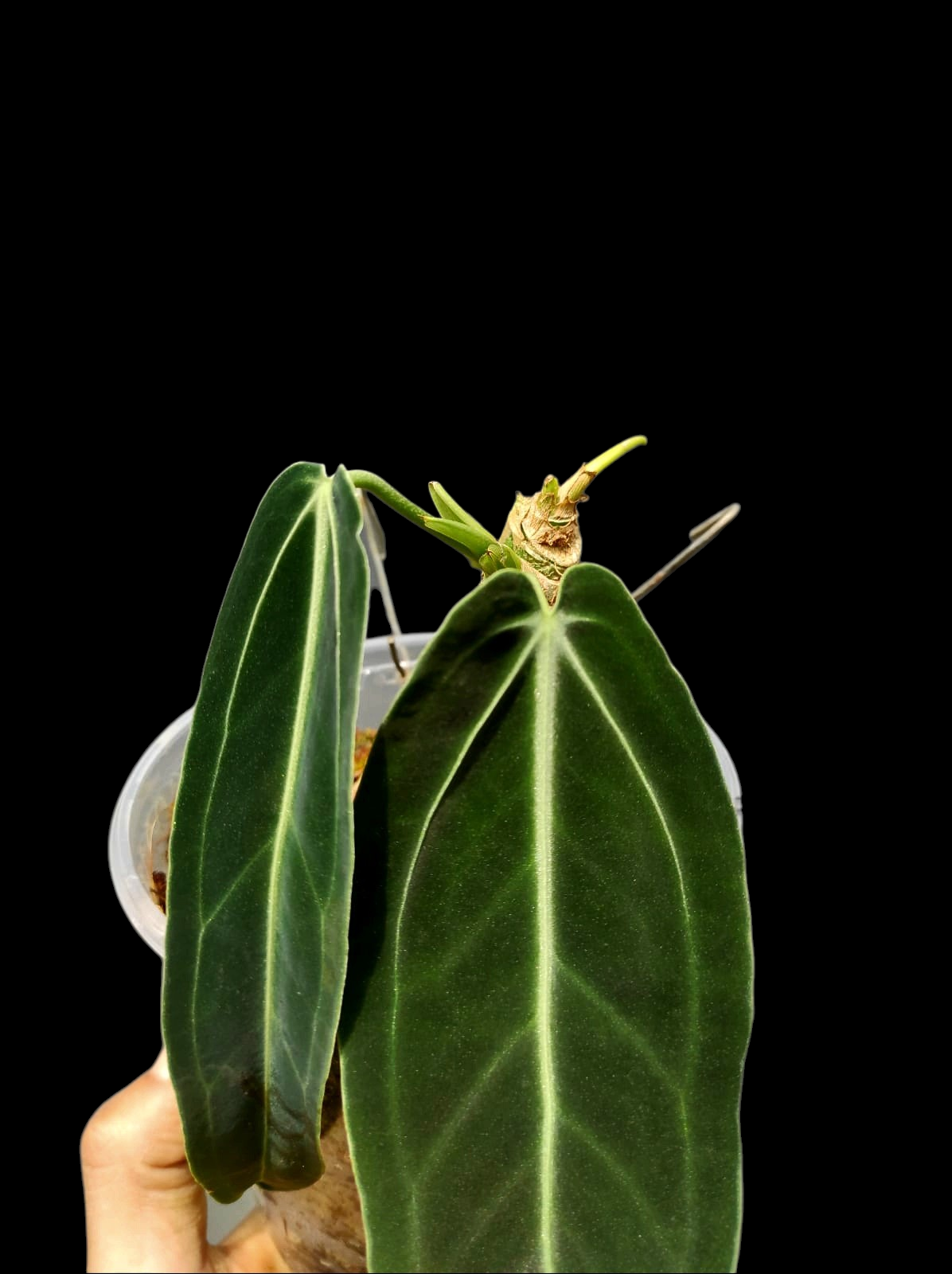 Anthurium Warocqueanum Wild Ecotype (EXACT PLANT)