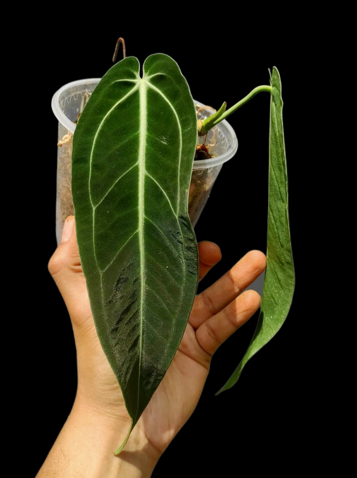 Anthurium Warocqueanum Wild Ecotype (EXACT PLANT)