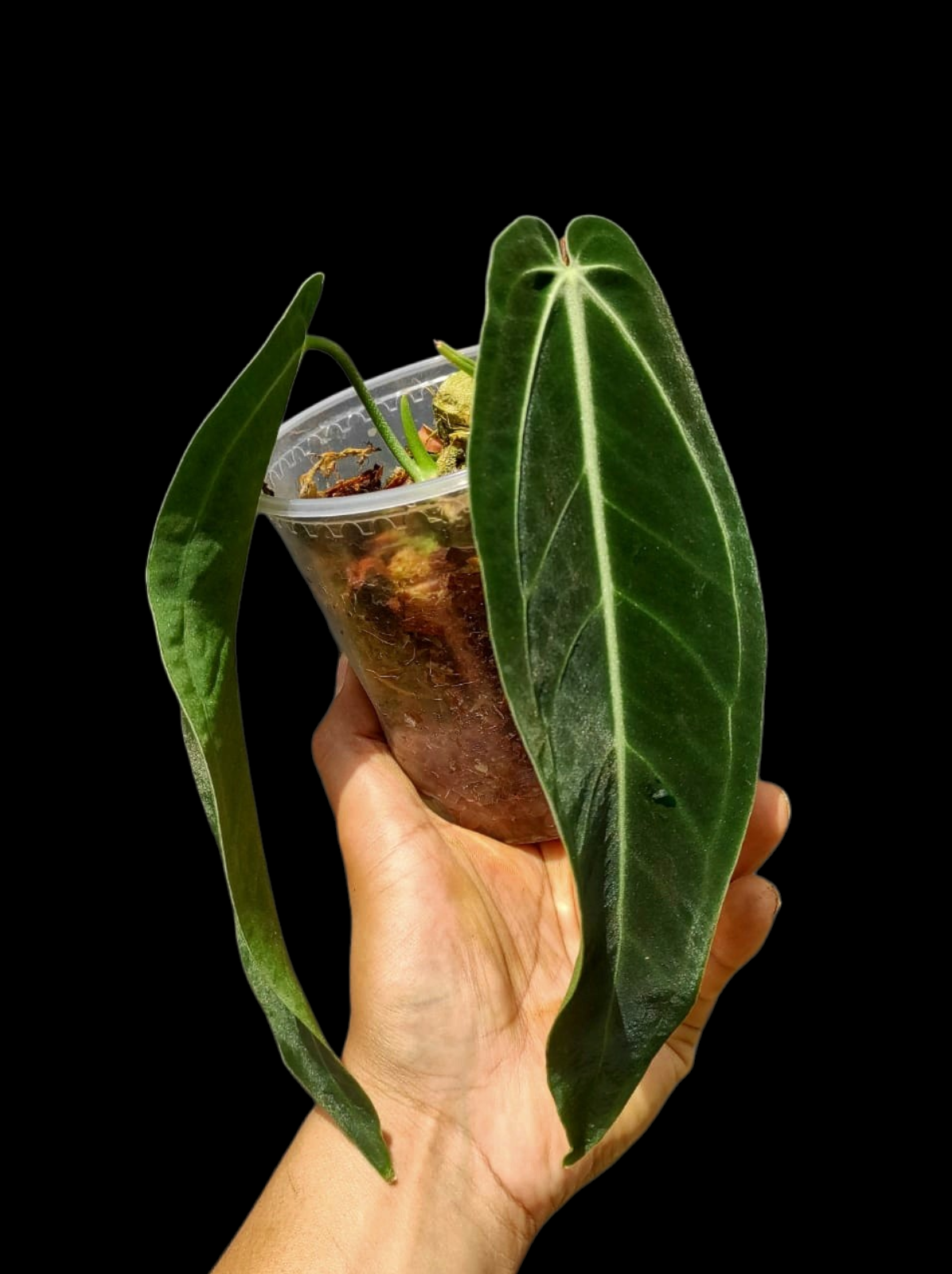 Anthurium Warocqueanum Wild Ecotype (EXACT PLANT)