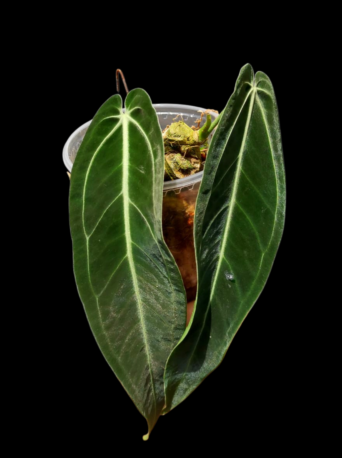 Anthurium Warocqueanum Wild Ecotype (EXACT PLANT)