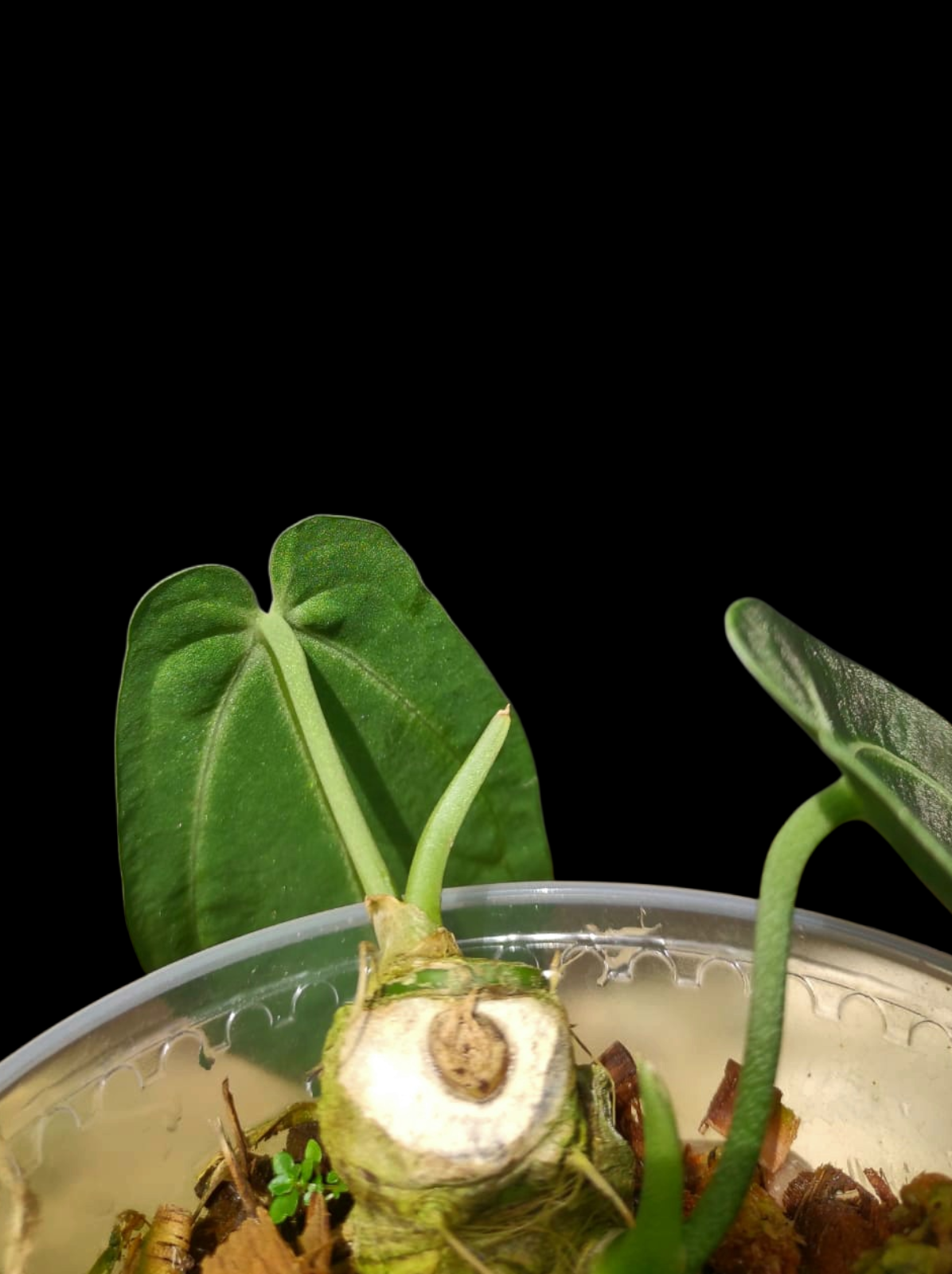 Anthurium Warocqueanum Wild Ecotype (EXACT PLANT)