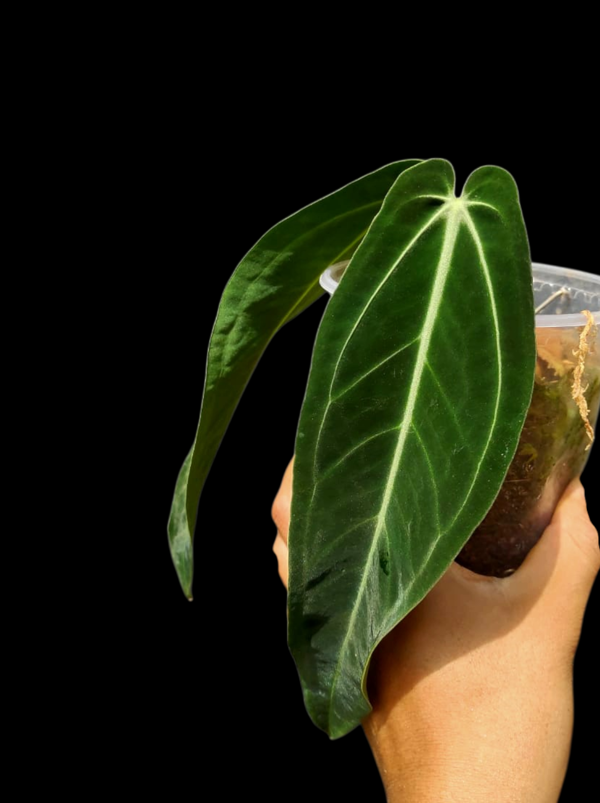 Anthurium Warocqueanum Wild Ecotype (EXACT PLANT)