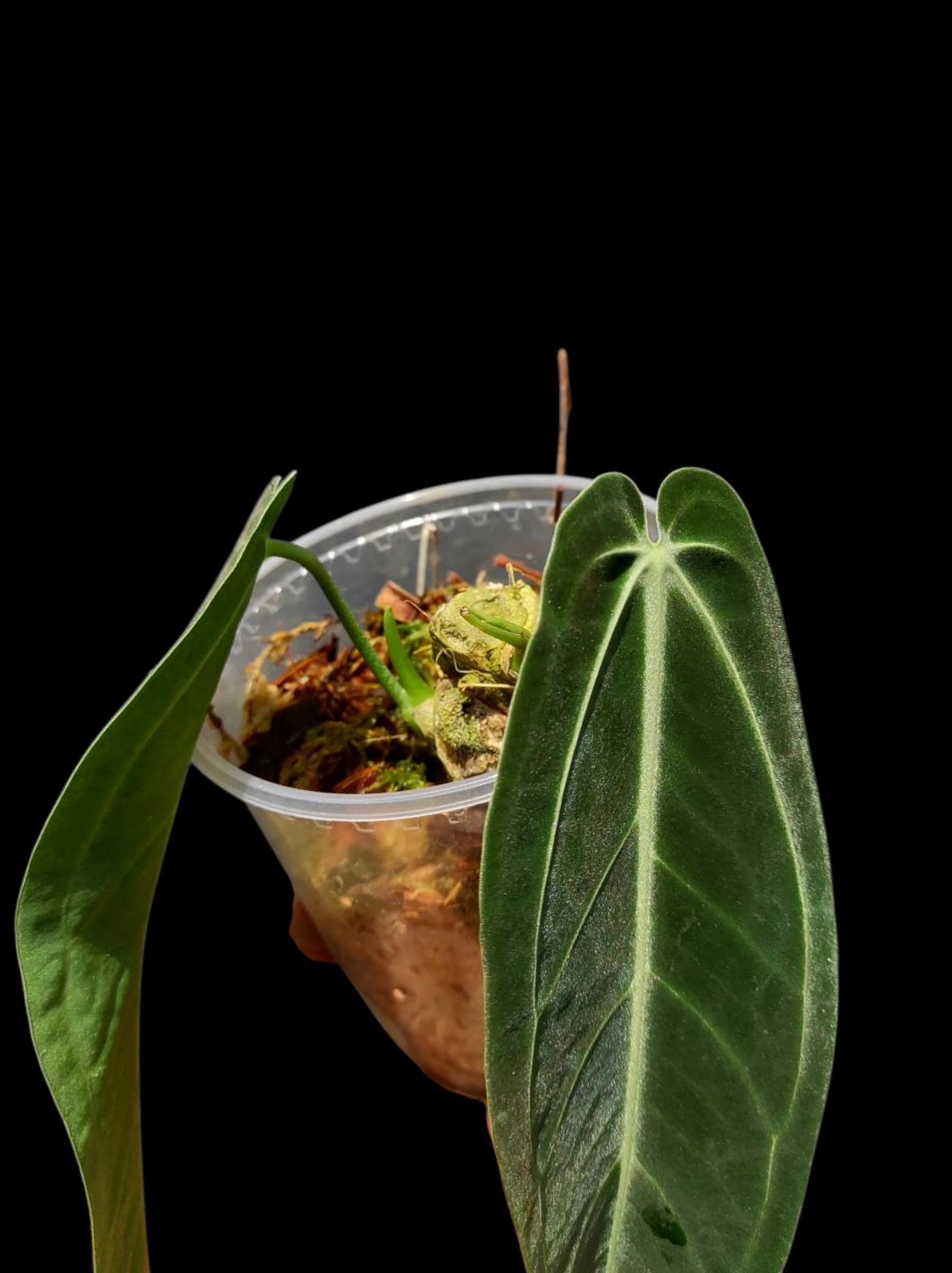 Anthurium Warocqueanum Wild Ecotype (EXACT PLANT)