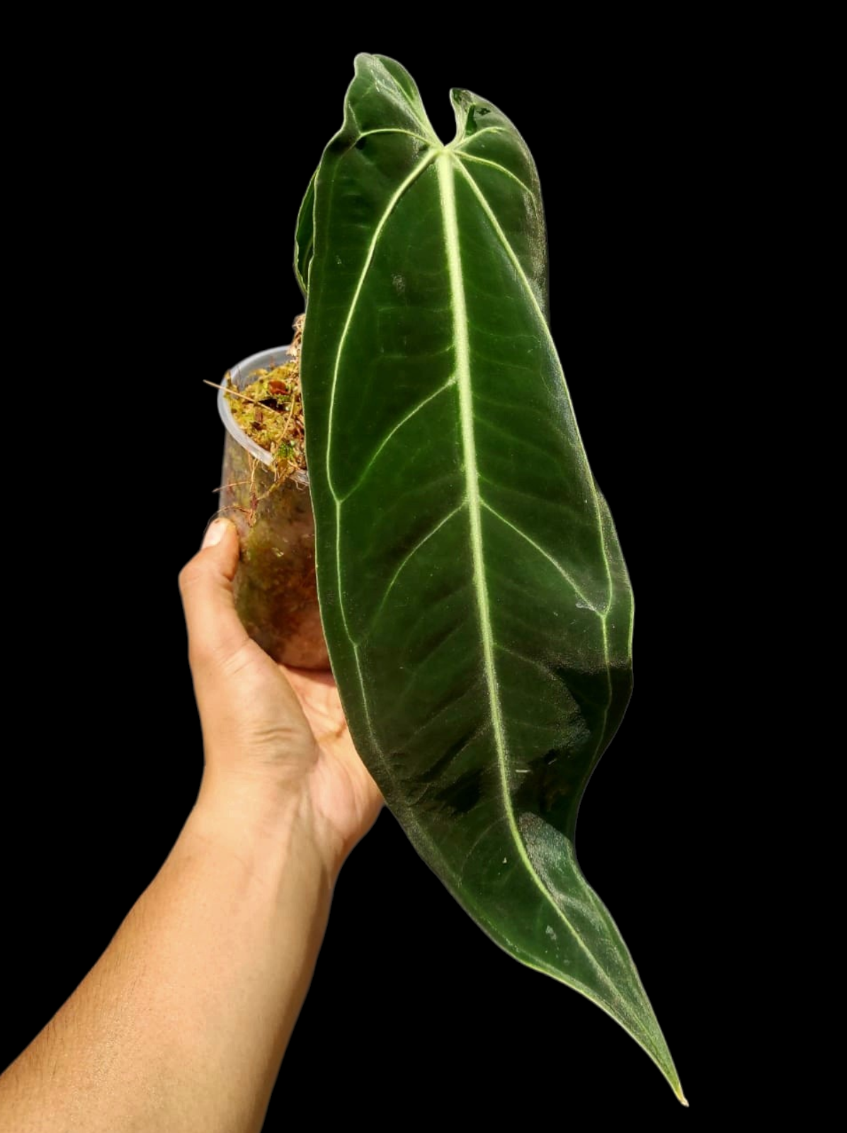 Anthurium Warocqueanum Wild Ecotype LARGE Plant (EXACT PLANT)