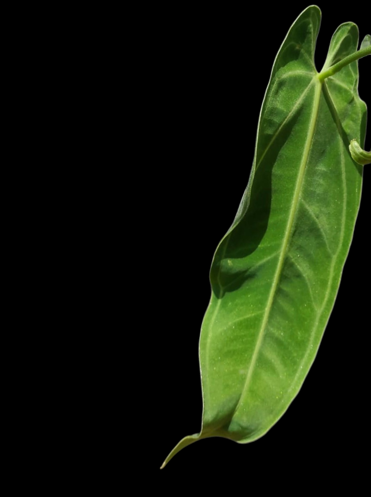 Anthurium Warocqueanum Wild Ecotype LARGE Plant (EXACT PLANT)