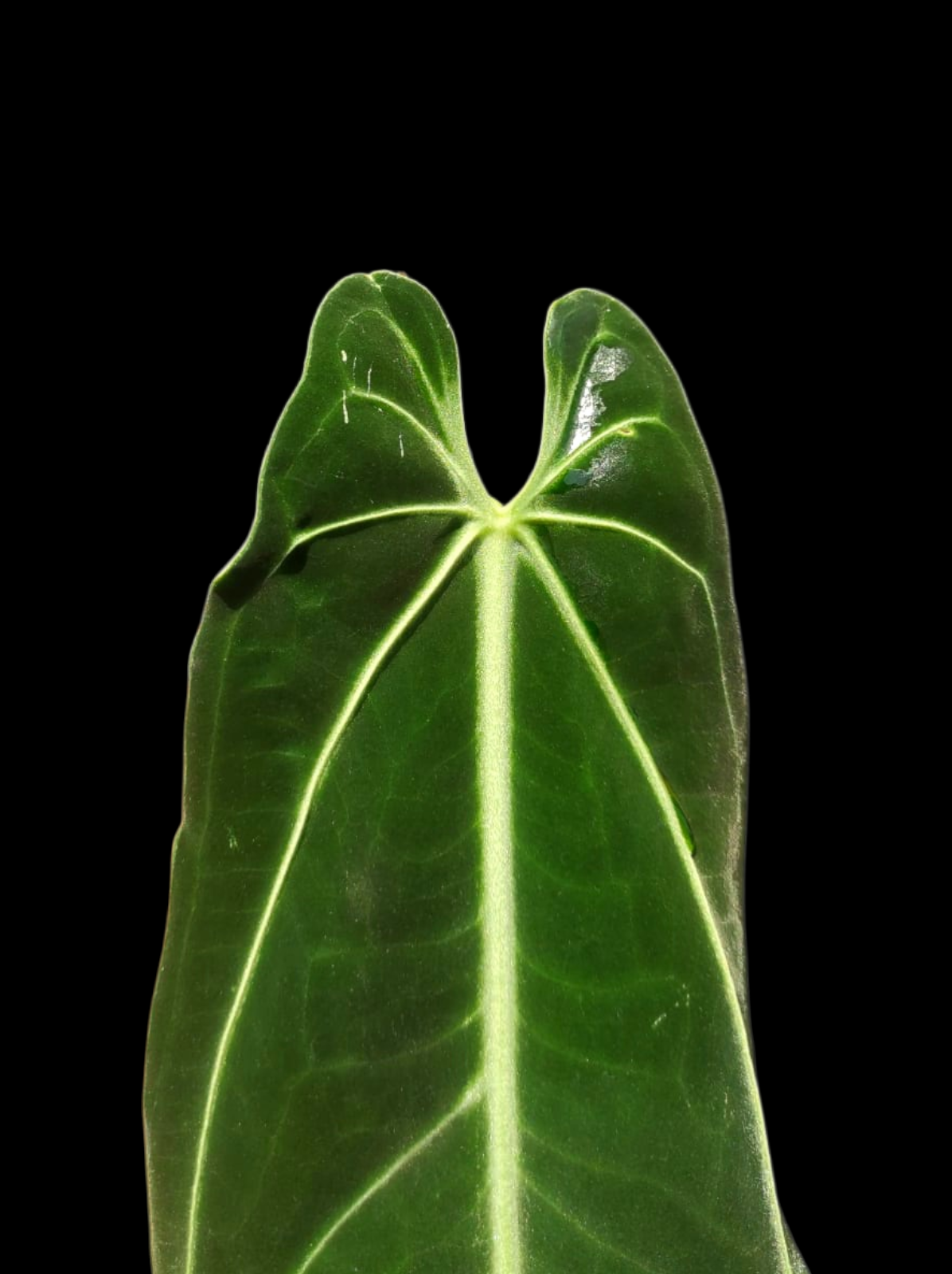 Anthurium Warocqueanum Wild Ecotype LARGE Plant (EXACT PLANT)