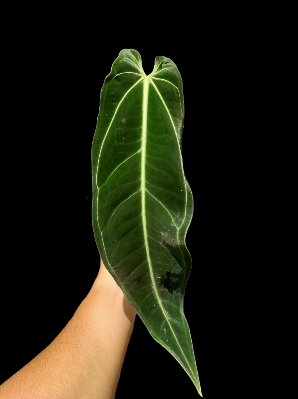 Anthurium Warocqueanum Wild Ecotype LARGE Plant (EXACT PLANT)
