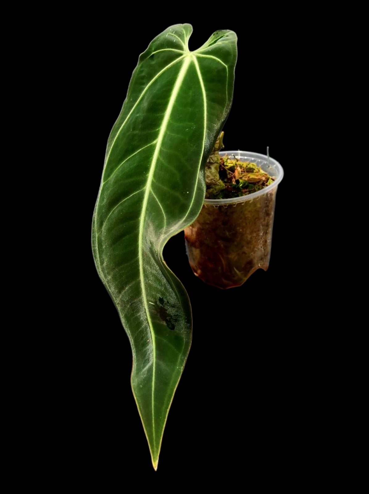 Anthurium Warocqueanum Wild Ecotype LARGE Plant (EXACT PLANT)