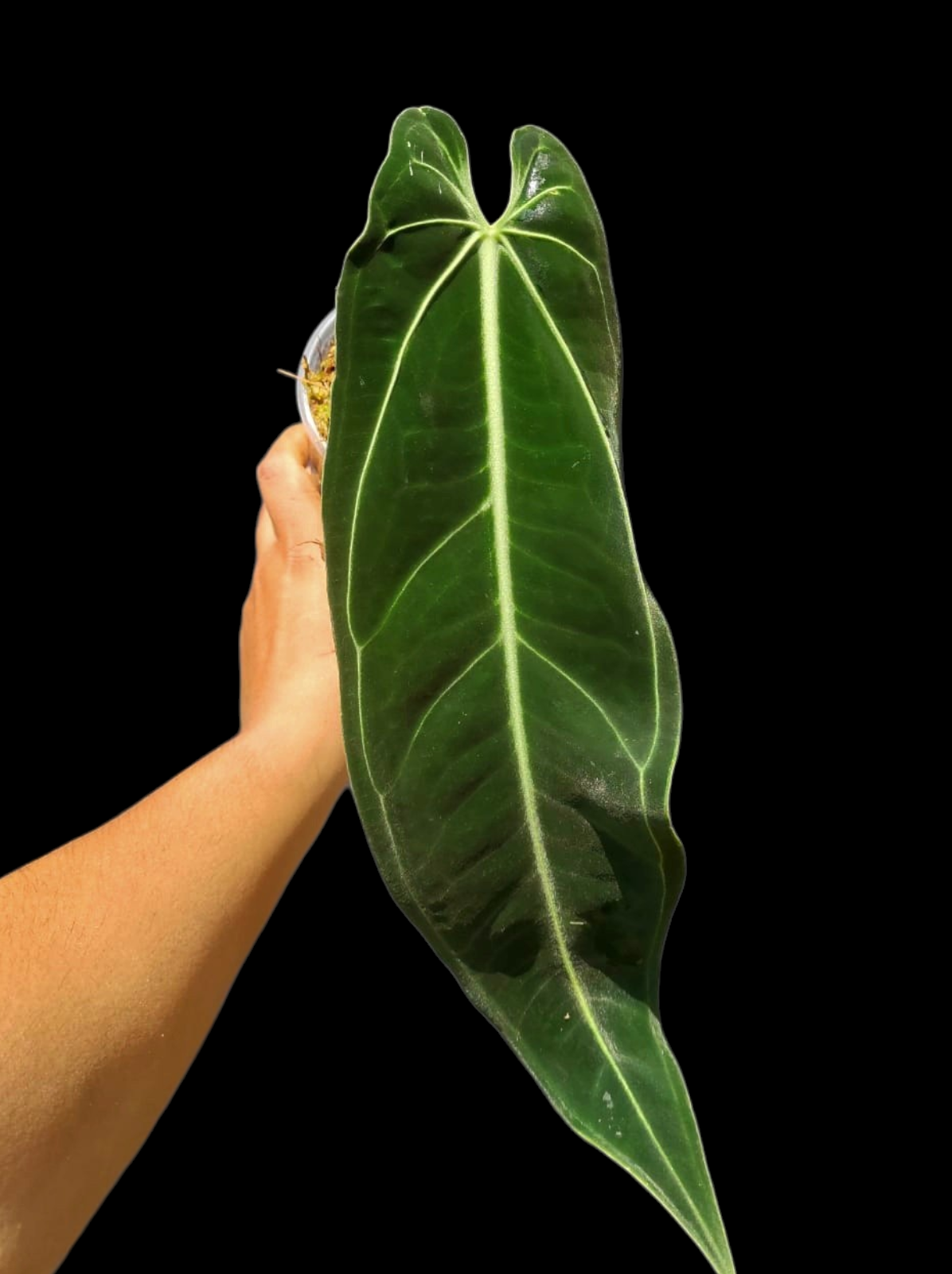Anthurium Warocqueanum Wild Ecotype LARGE Plant (EXACT PLANT)