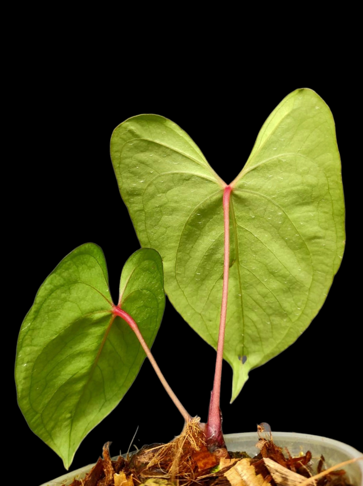 Anthurium sp. 'El Dorado' Red Petiole phenotype (EXACT PLANT)