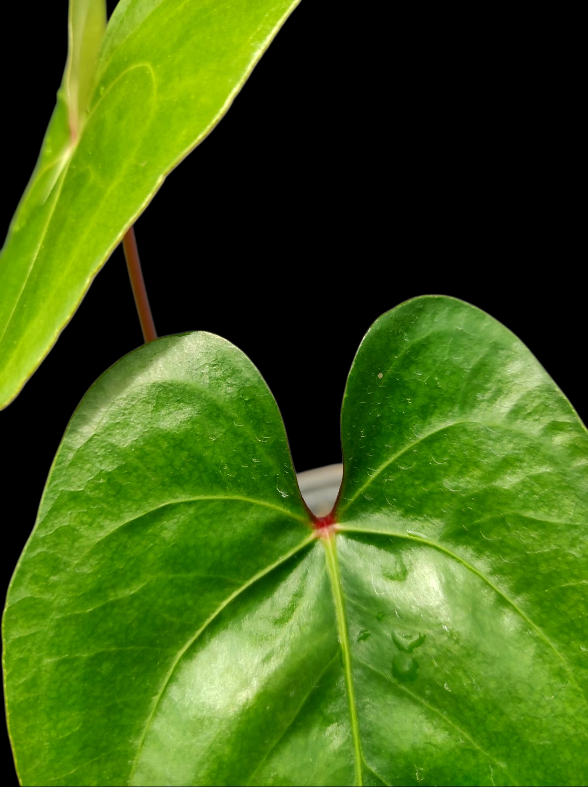 Anthurium sp. 'El Dorado' Red Petiole phenotype (EXACT PLANT)