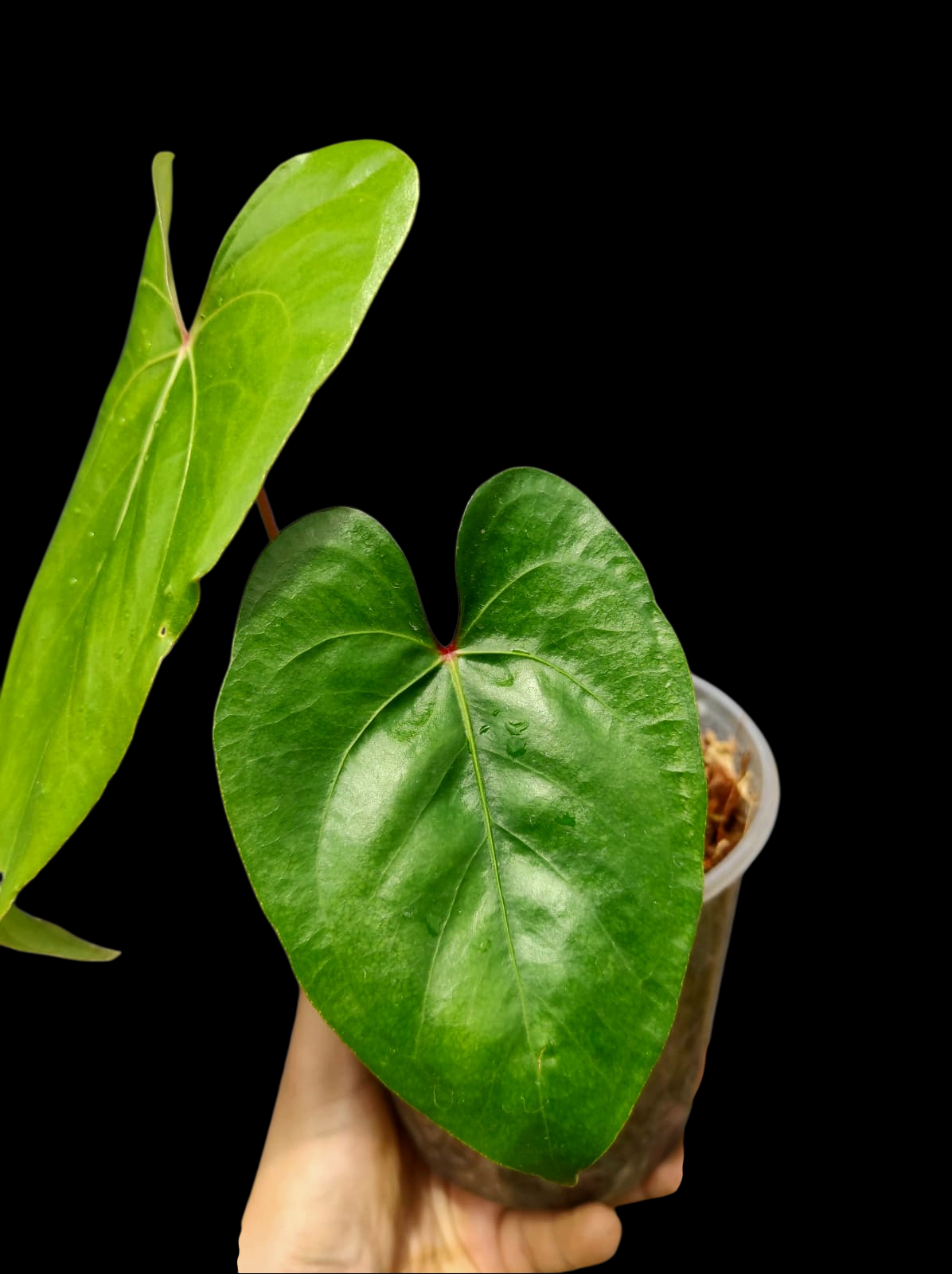 Anthurium sp. 'El Dorado' Red Petiole phenotype (EXACT PLANT)