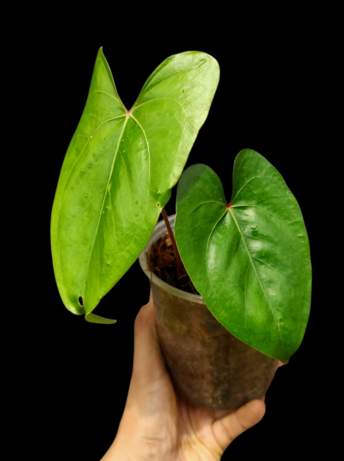 Anthurium sp. 'El Dorado' Red Petiole phenotype (EXACT PLANT)