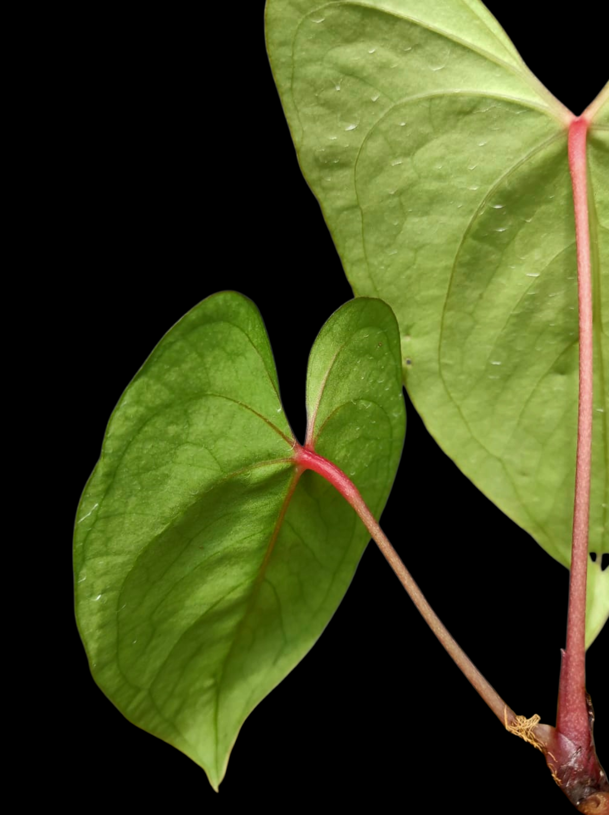 Anthurium sp. 'El Dorado' Red Petiole phenotype (EXACT PLANT)