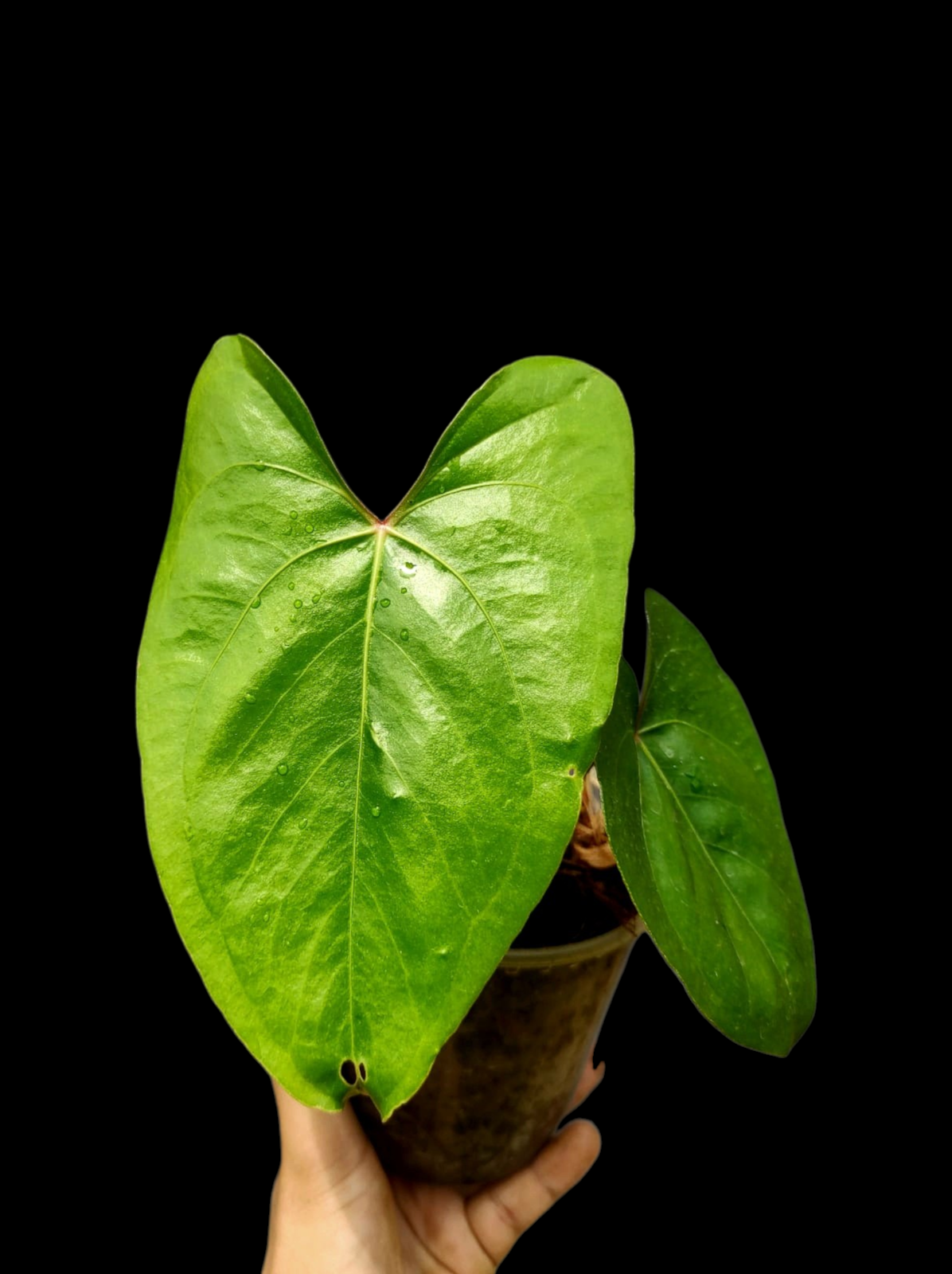 Anthurium sp. 'El Dorado' Red Petiole phenotype (EXACT PLANT)