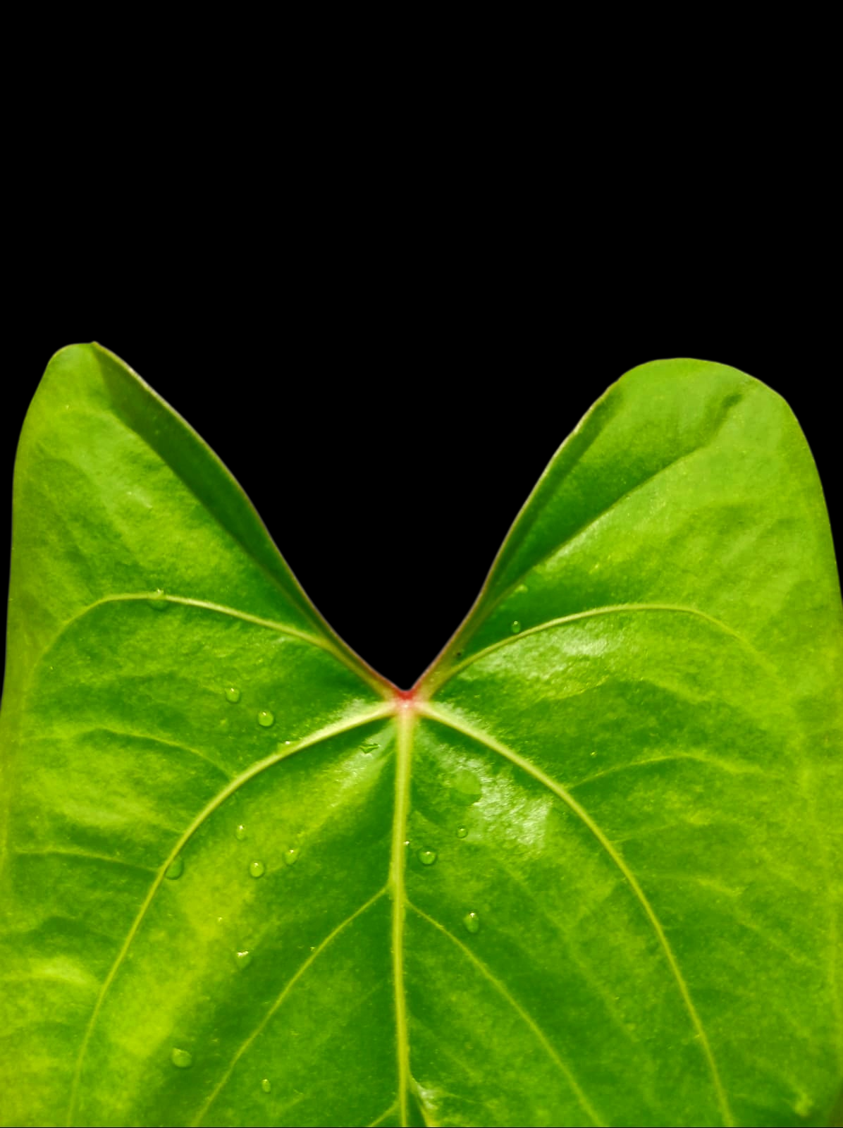 Anthurium sp. 'El Dorado' Red Petiole phenotype (EXACT PLANT)
