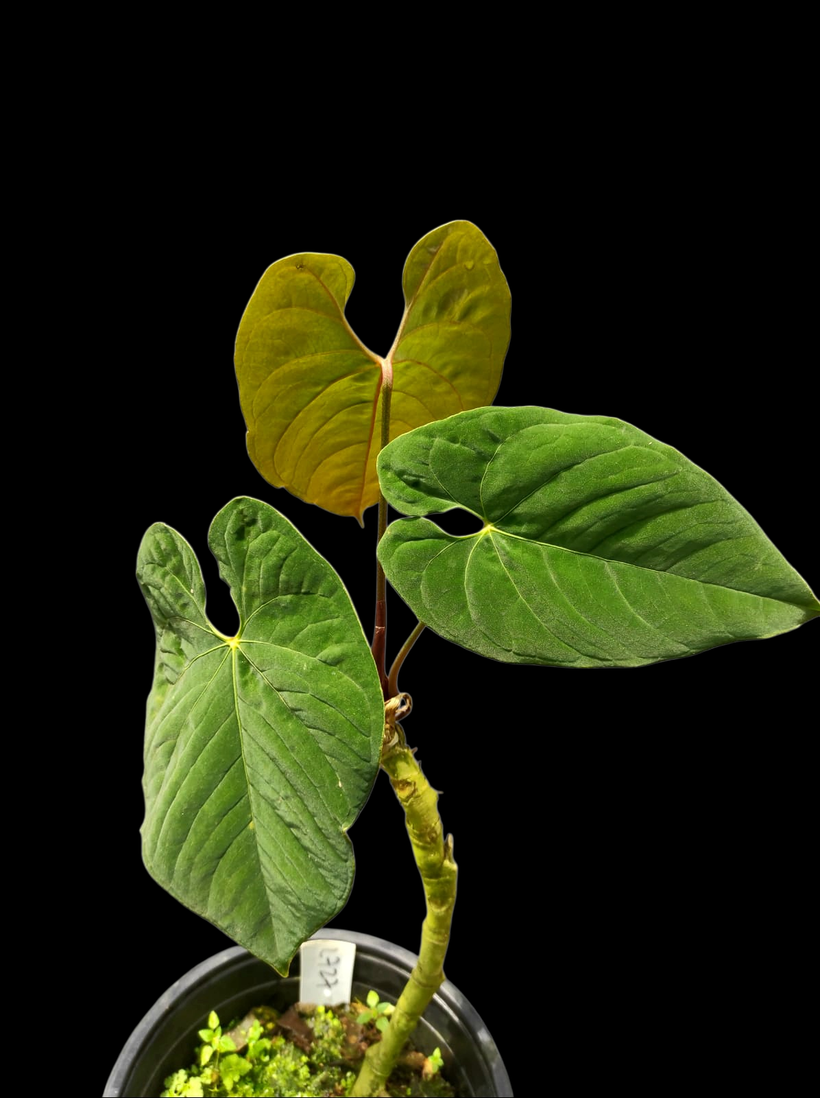Anthurium Sp. 'Purple' with 3 Leaves LARGE Plant (EXACT PLANT)