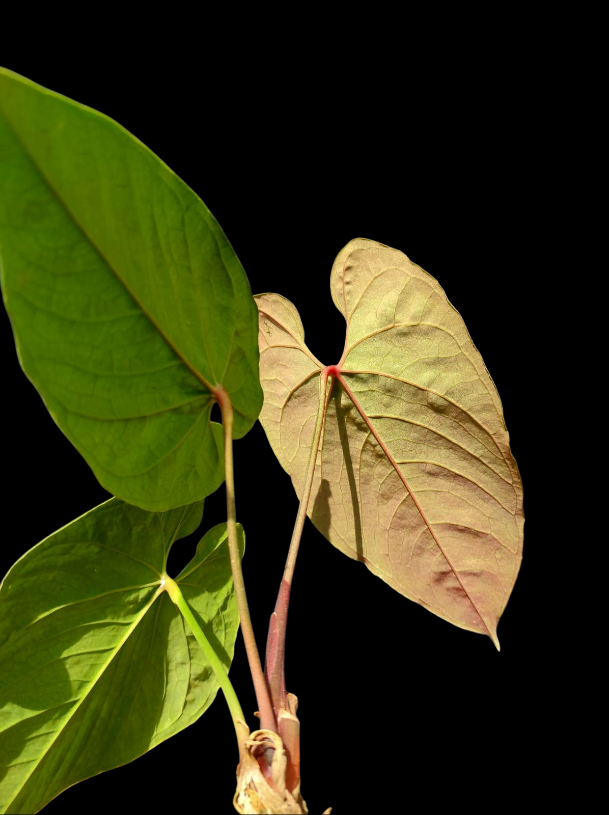 Anthurium Sp. 'Purple' with 3 Leaves LARGE Plant (EXACT PLANT)