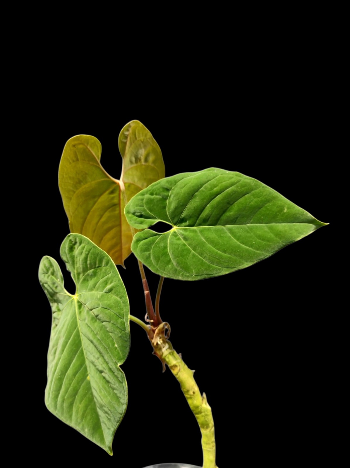 Anthurium Sp. 'Purple' with 3 Leaves LARGE Plant (EXACT PLANT)