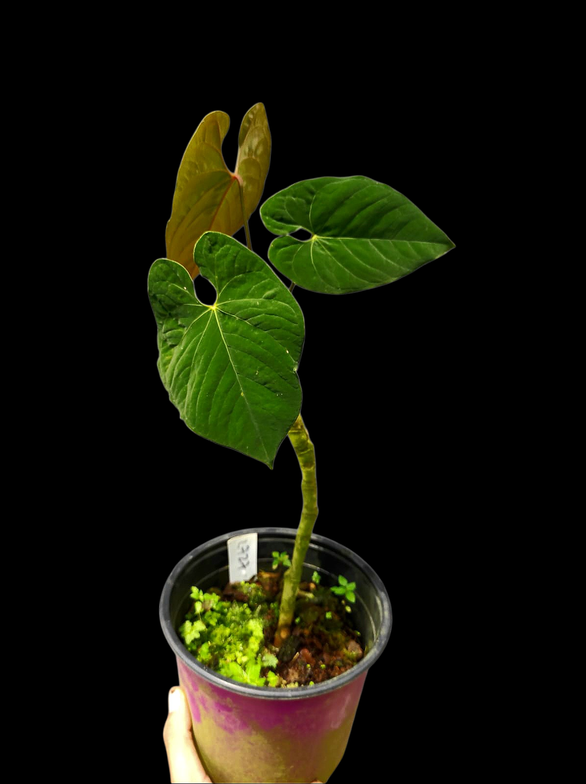 Anthurium Sp. 'Purple' with 3 Leaves LARGE Plant (EXACT PLANT)