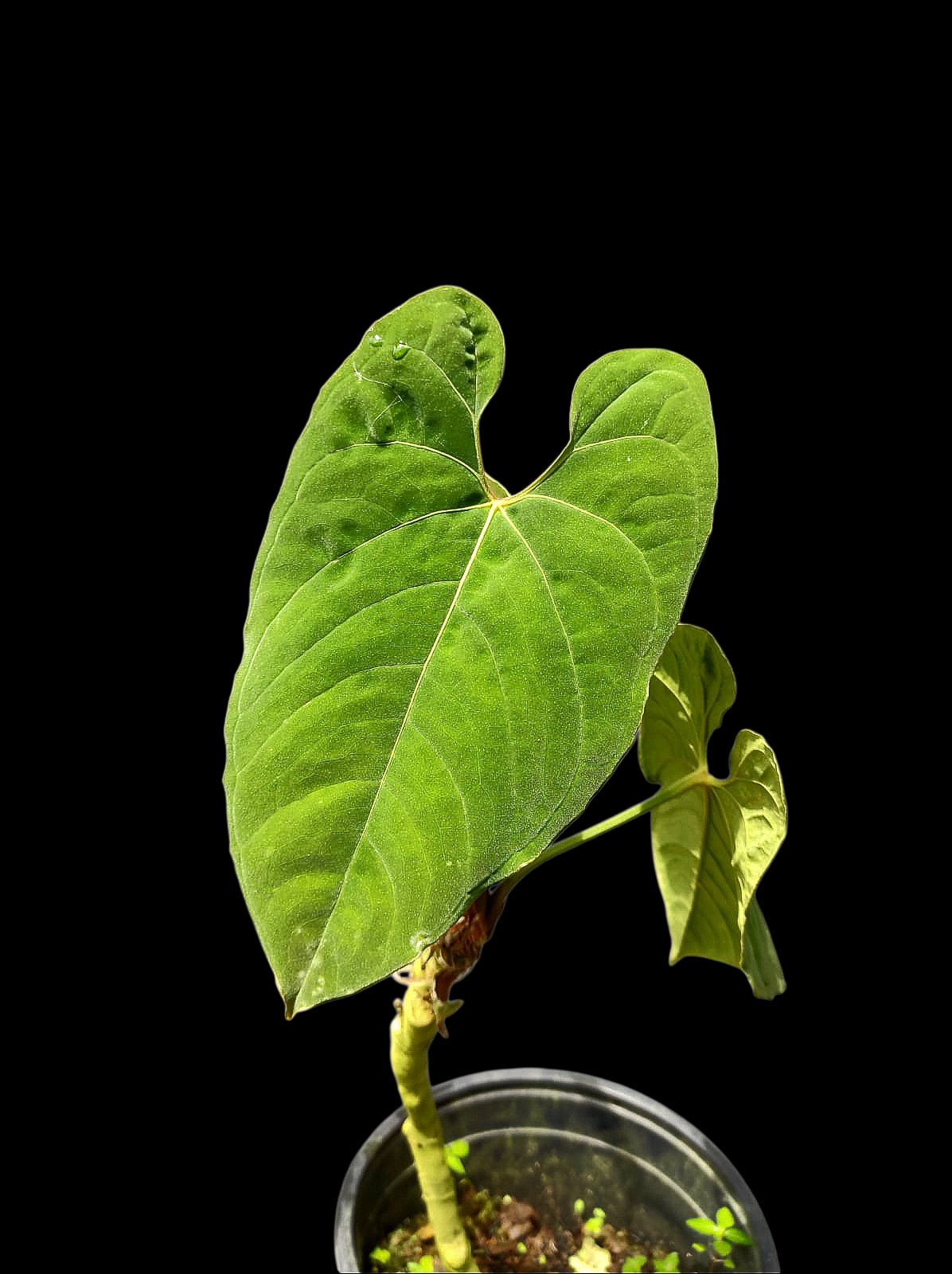 Anthurium Sp. 'Purple' with 3 Leaves LARGE Plant (EXACT PLANT)