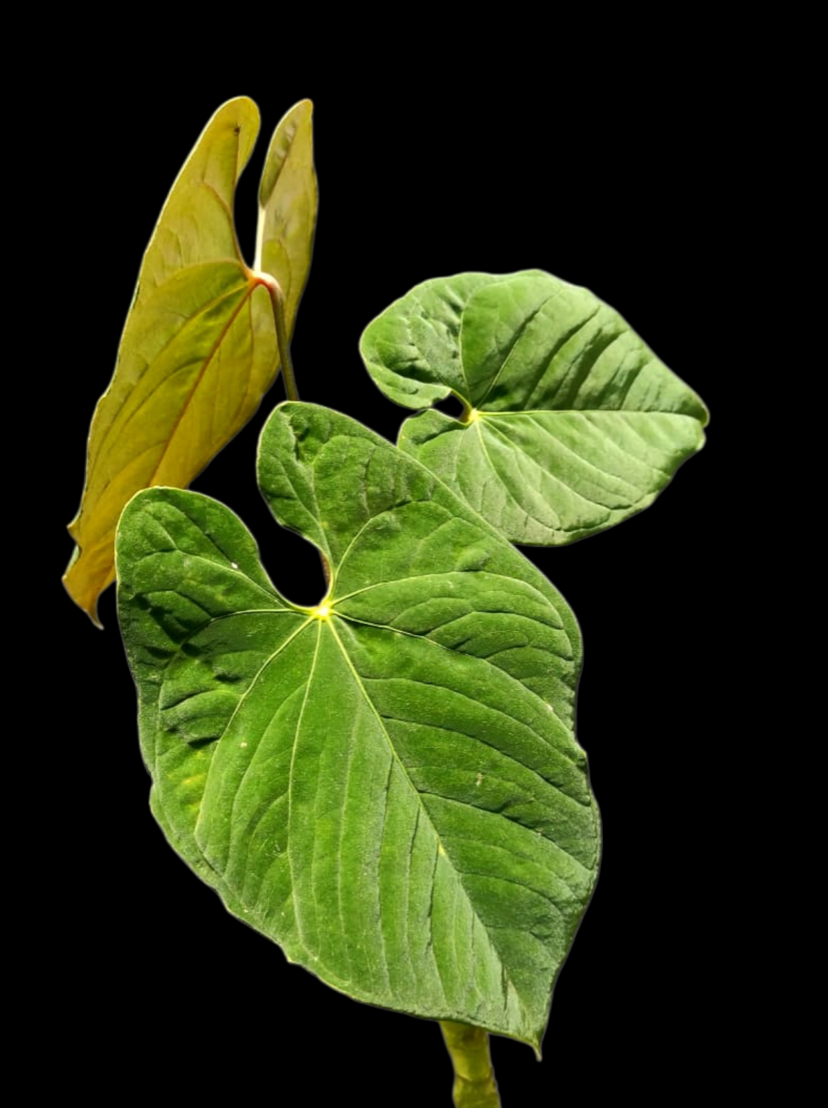 Anthurium Sp. 'Purple' with 3 Leaves LARGE Plant (EXACT PLANT)