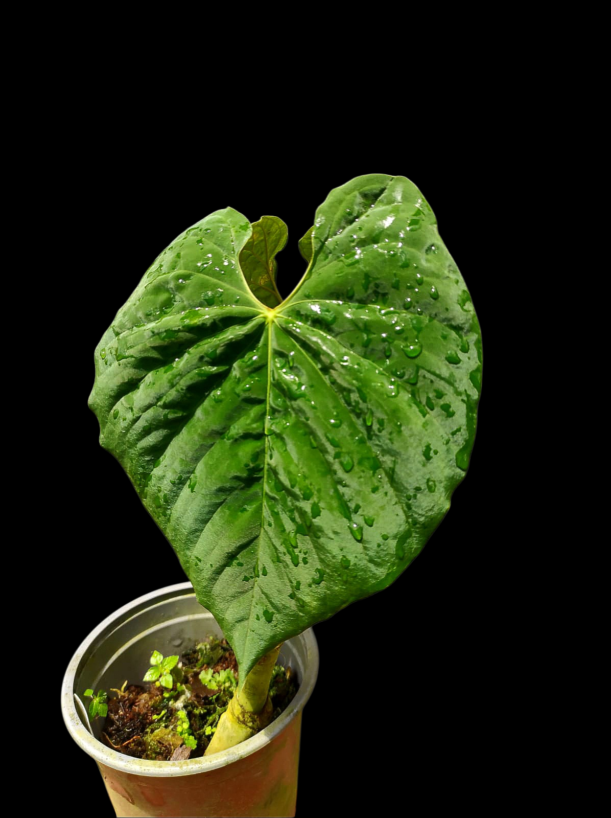 Anthurium Sp. 'Purple' Super Bullate Leaf LARGE Plant (EXACT PLANT)