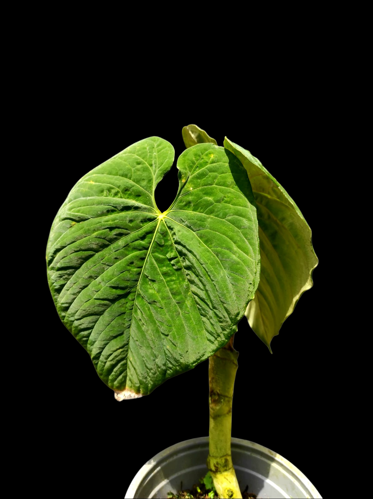 Anthurium Sp. 'Purple' Super Bullate Leaf LARGE Plant (EXACT PLANT)