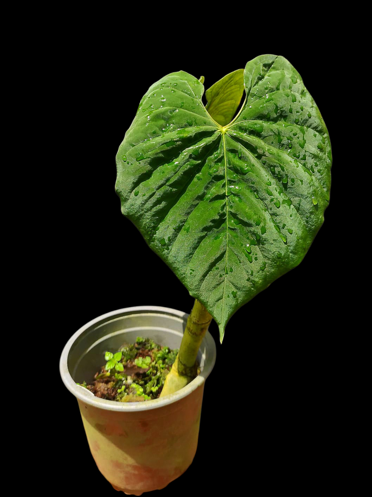 Anthurium Sp. 'Purple' Super Bullate Leaf LARGE Plant (EXACT PLANT)