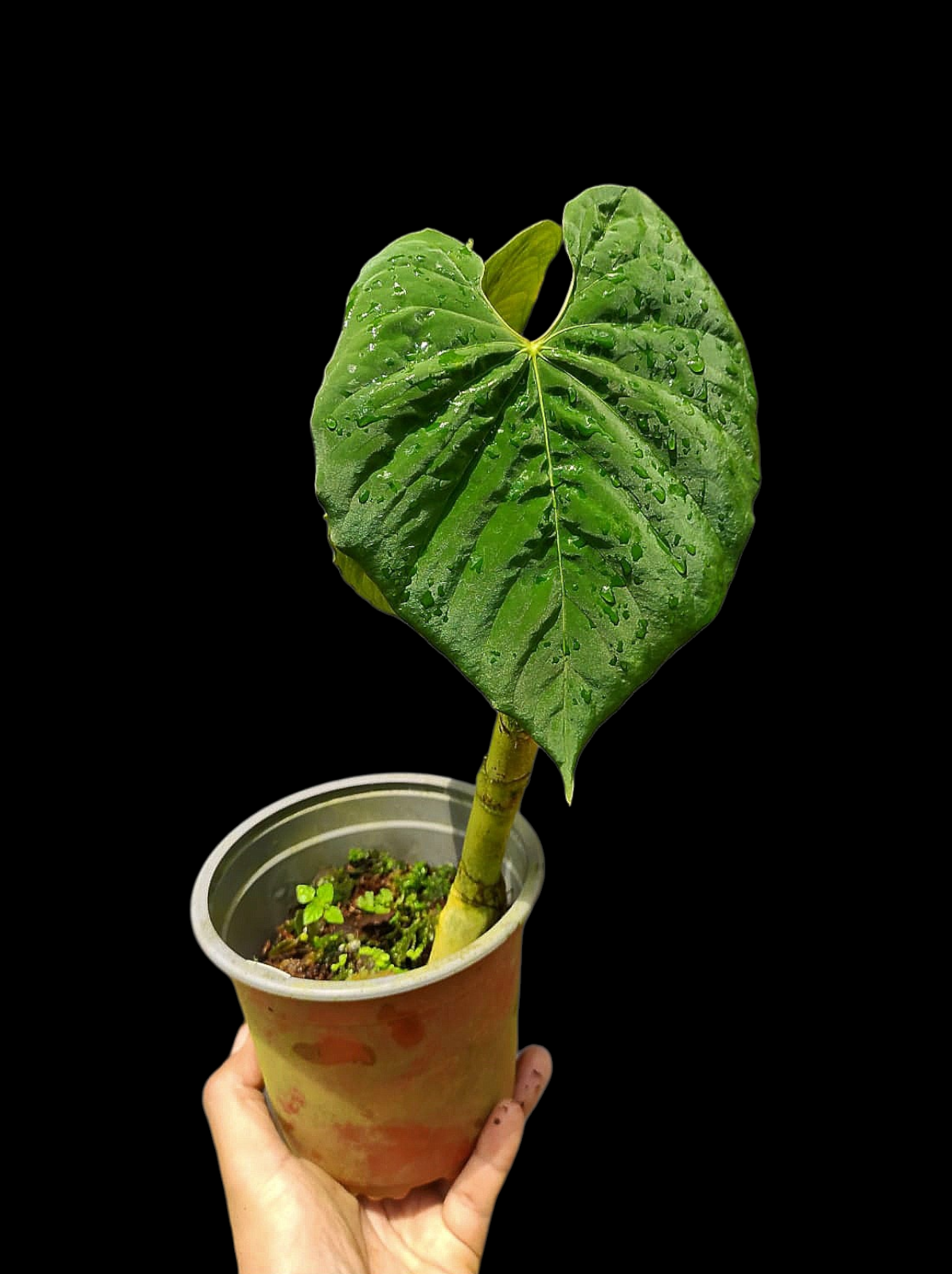 Anthurium Sp. 'Purple' Super Bullate Leaf LARGE Plant (EXACT PLANT)