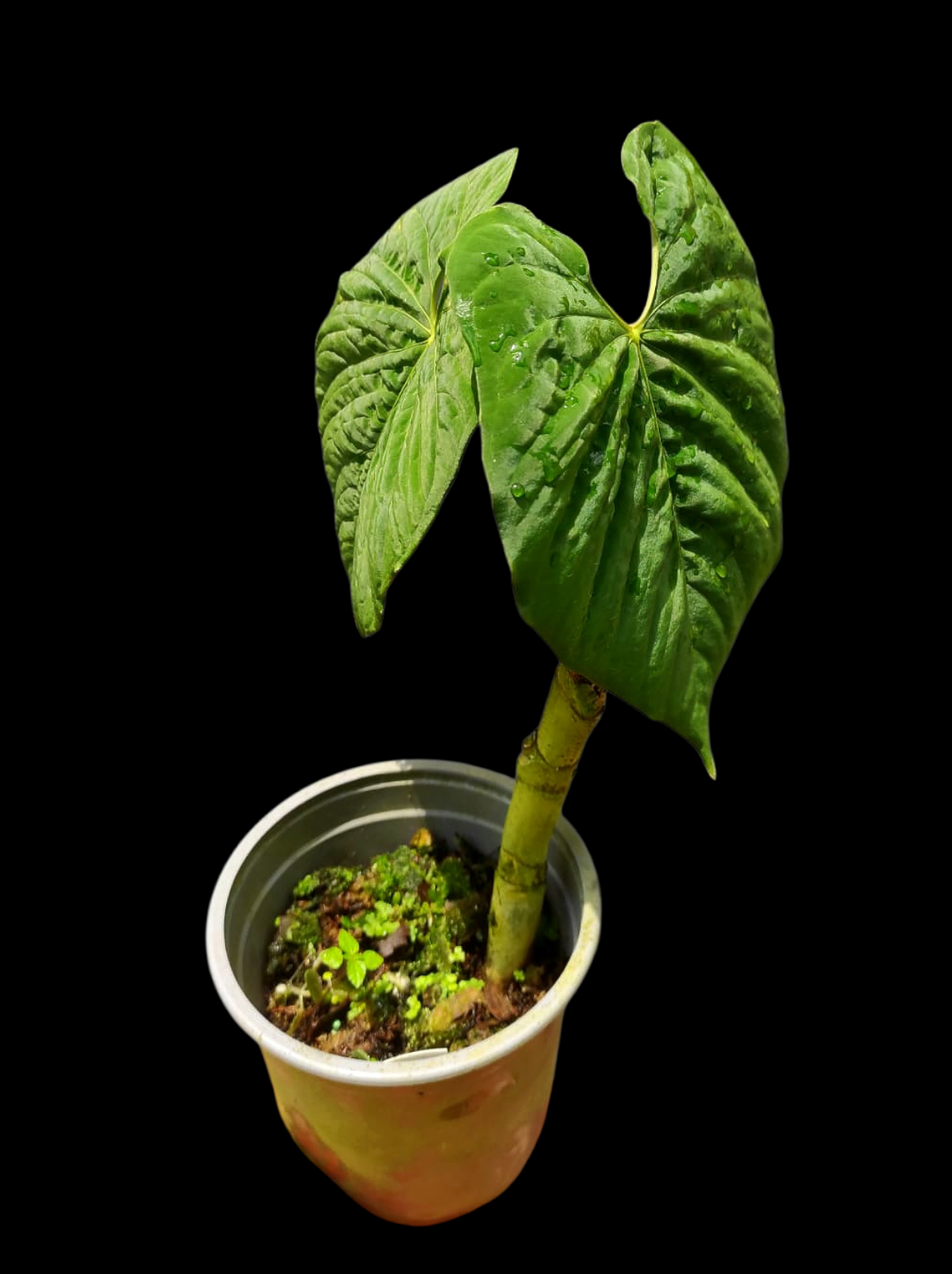 Anthurium Sp. 'Purple' Super Bullate Leaf LARGE Plant (EXACT PLANT)