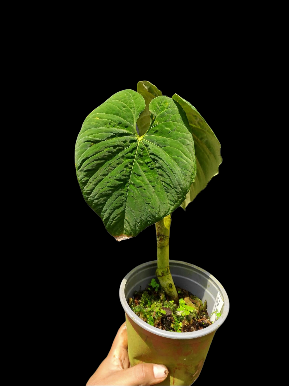 Anthurium Sp. 'Purple' Super Bullate Leaf LARGE Plant (EXACT PLANT)