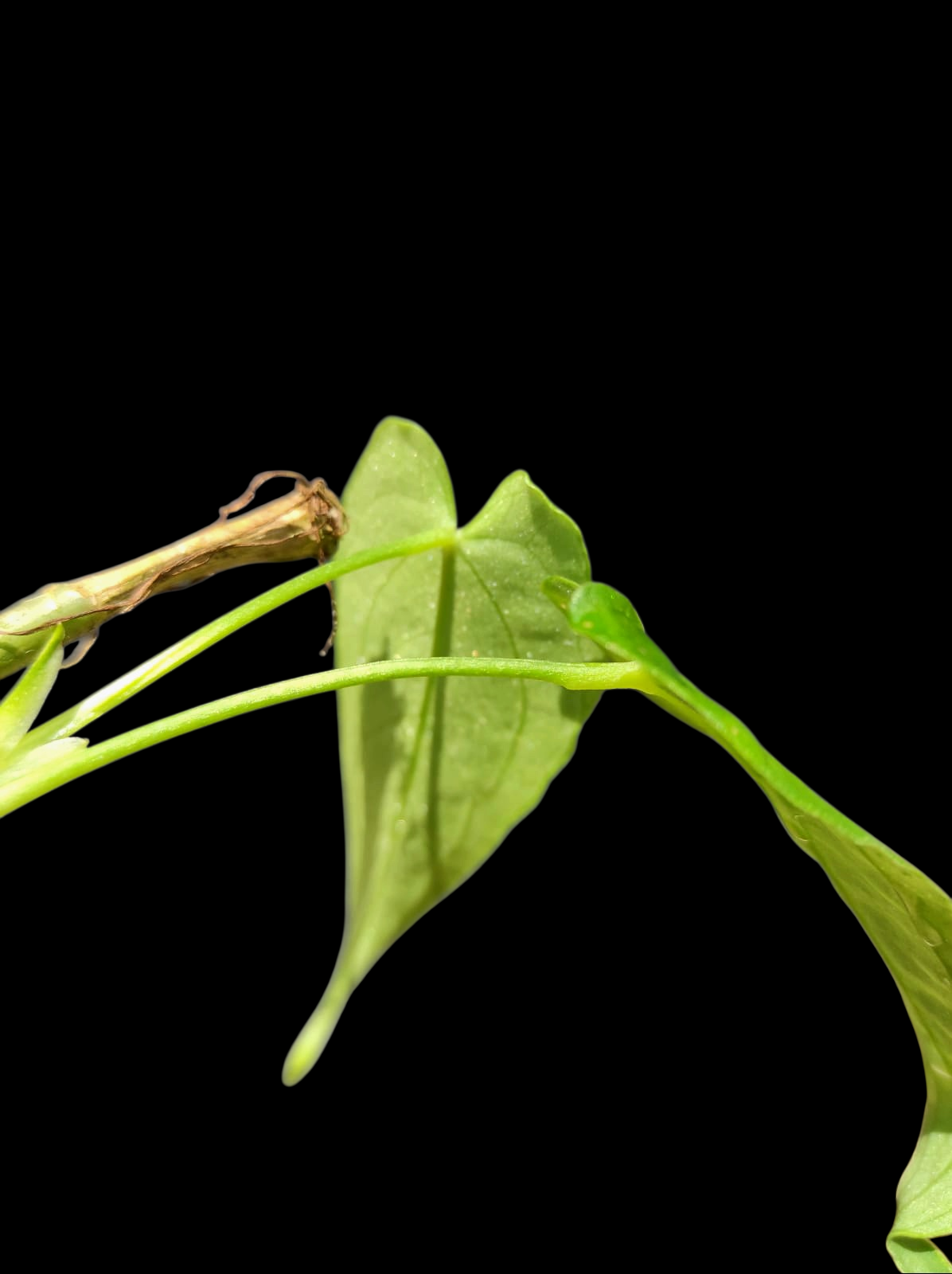 Anthurium Sp. 'Esmeralda' Wild Ecotype (EXACT PLANT)