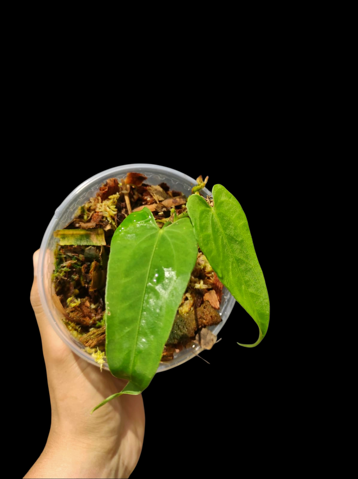 Anthurium Sp. 'Esmeralda' Wild Ecotype (EXACT PLANT)